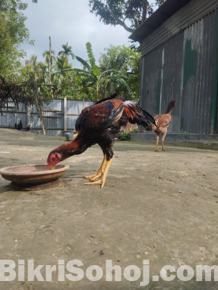 আসিল ফাইটার